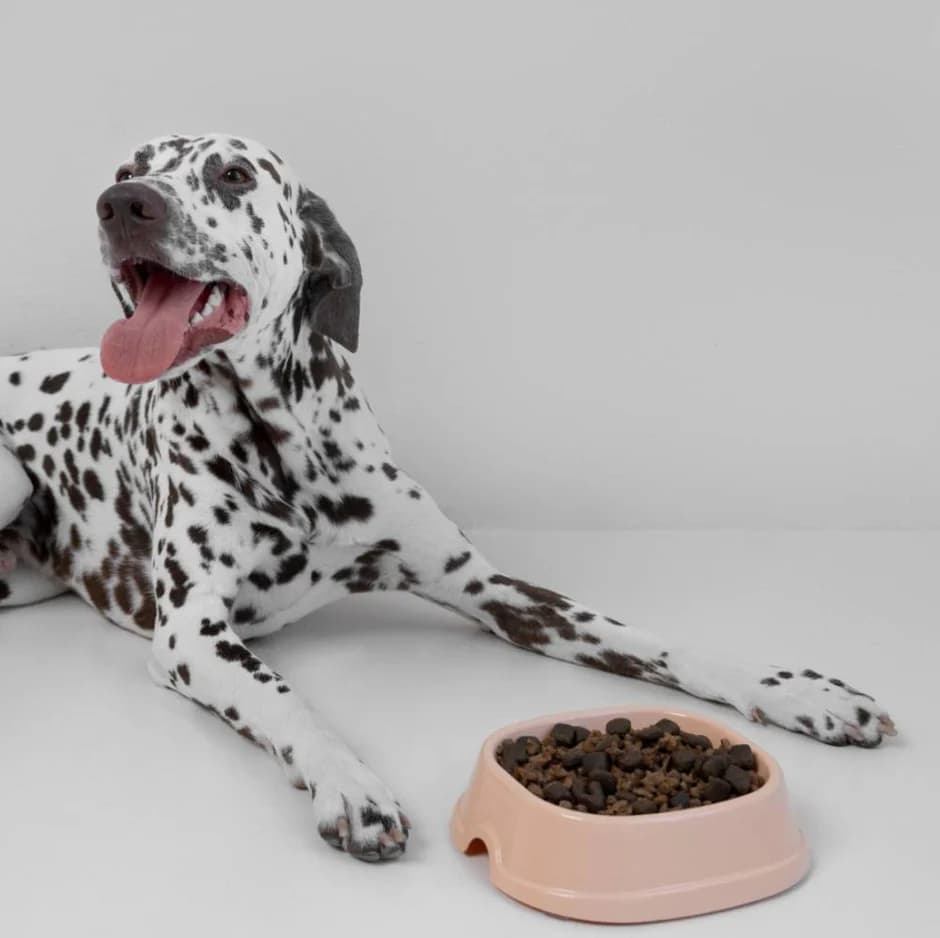 Why Human-Grade Dog Food Could Be a Game Changer for Your Pup