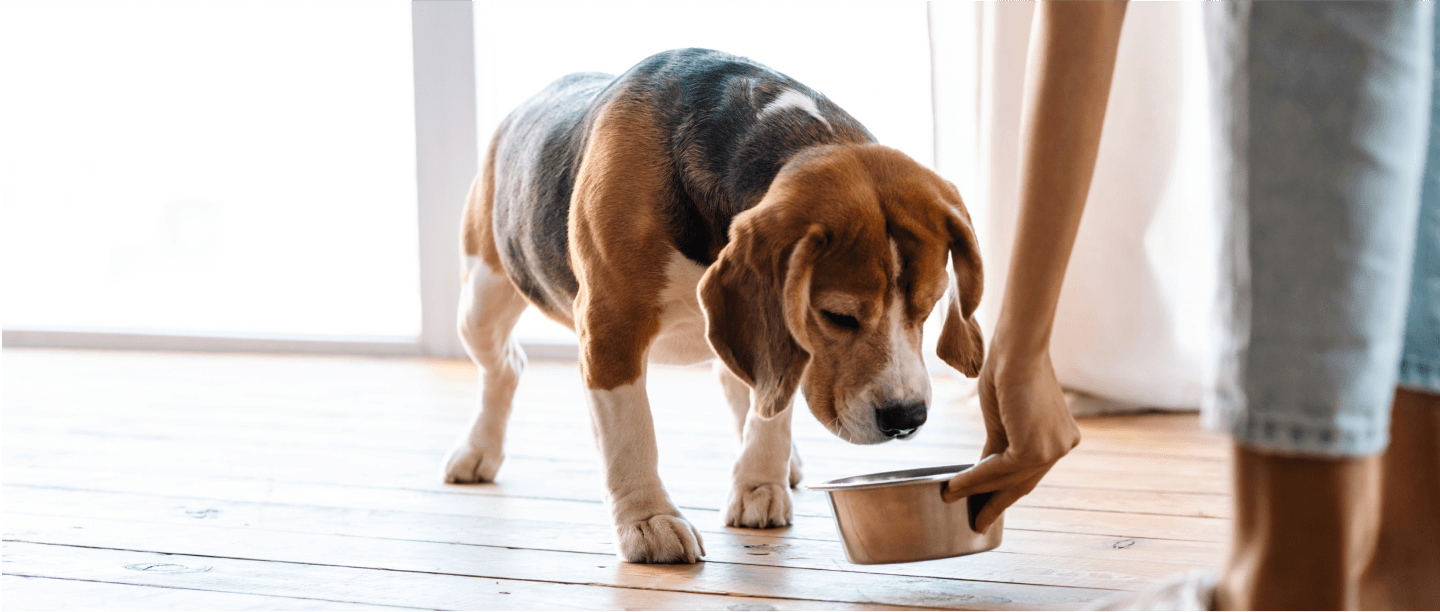 a dog sniffing food